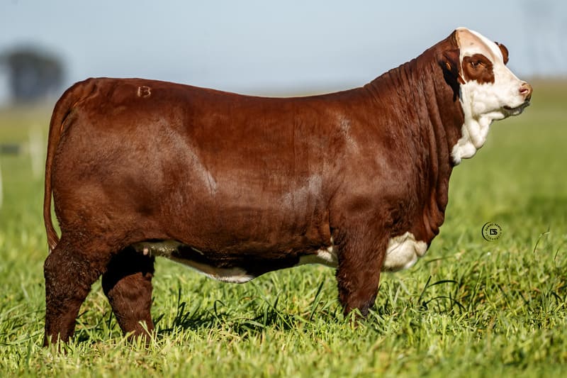 MARCABOTE 450M MAGO 260M EXPERTO TE