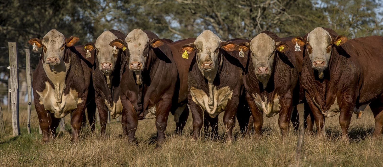 Genética bovina de Cabaña Pilagá